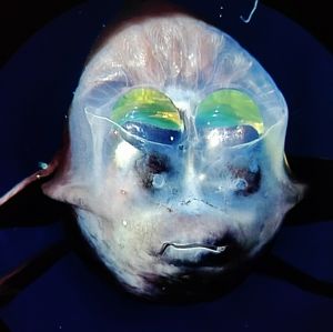 Meet your Posher, Evalien